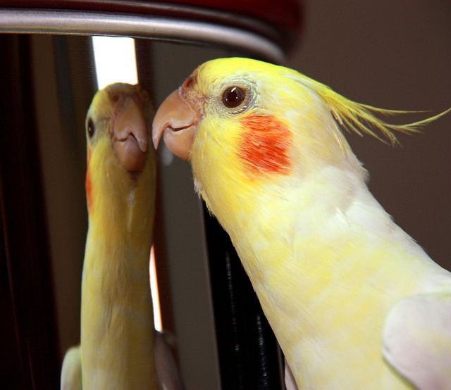 cockatiel and mirror